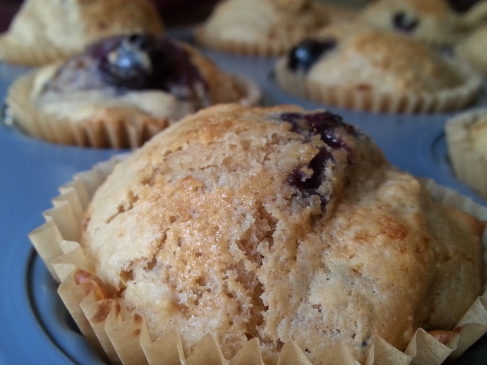 Fresh organic blueberry muffins